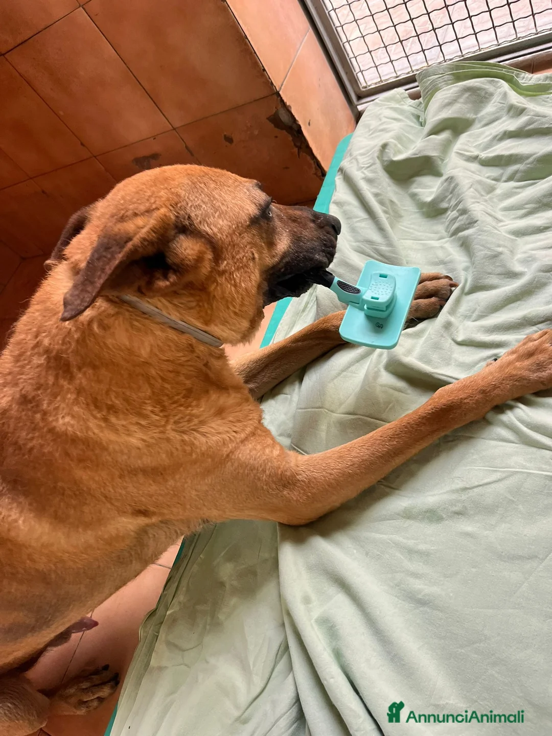 Meticcio cani in regalo: SONO ARGO CERCO CASA - Annuncio 2