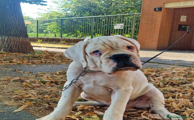 Boxer cani a Città metropolitana di Milano - Annuncio 4