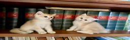 British gatti in vendita: British shorthair blue golden ay12 - Annuncio 5