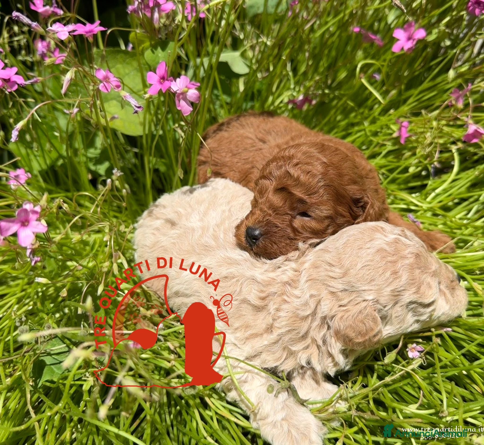 Barboncino Toy cani in vendita: Barboncino Toy Allevamento Professionale - Annuncio 2