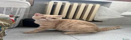 Scottish gatti in vendita: Splendidi cuccioli coccoloni - Annuncio 9