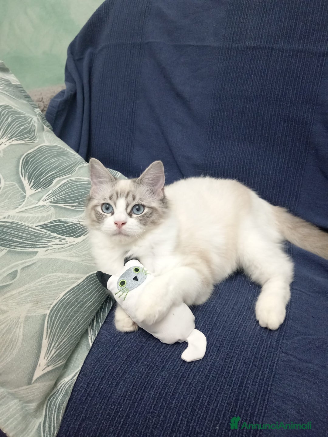 Ragdoll gatti in vendita: Ragdoll con Pedigree  - Annuncio 4