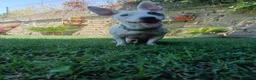 Meticcio cani in regalo: Simba, adozione del cuore - Annuncio 3