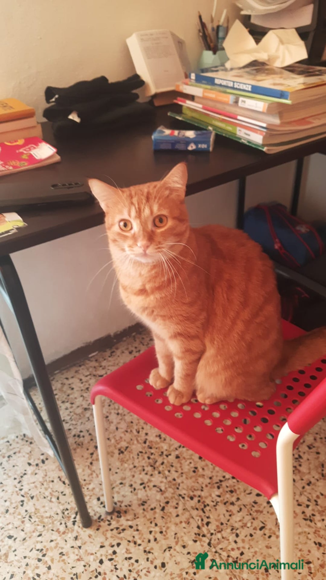 Altre razze gatti in regalo: Adozione del cuore due mici di tre anni - Annuncio 3