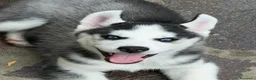 Husky cani in vendita: Siberian husky  - Annuncio 5