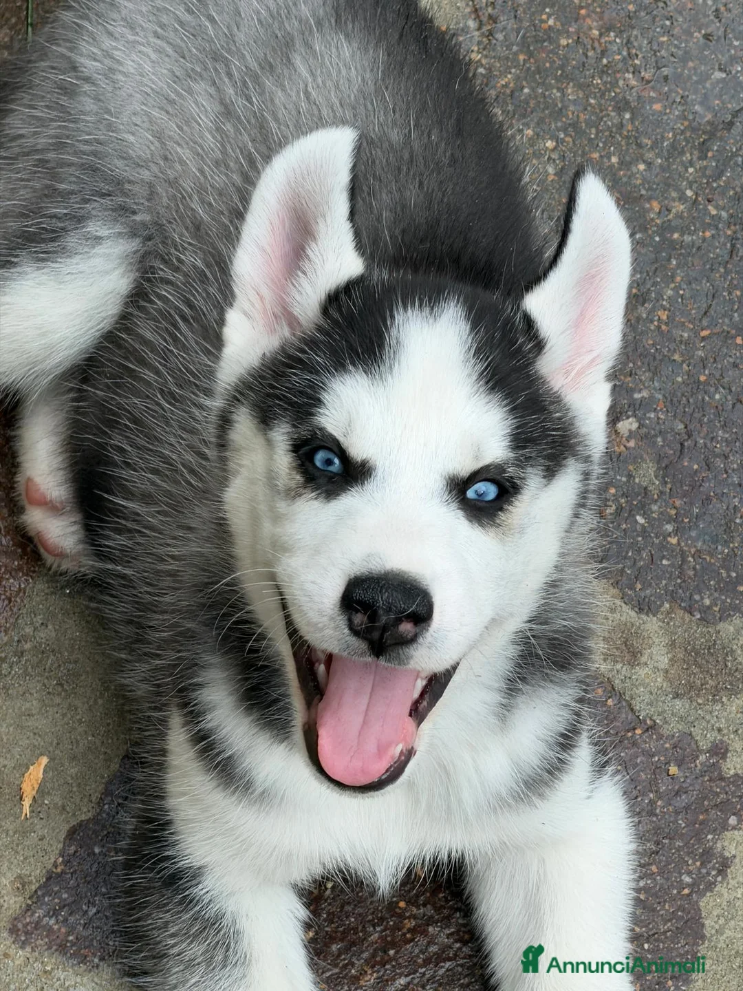 Husky cani in vendita: Siberian husky  - Annuncio 5