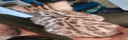 Bengala gatti in vendita: Cucciolo Bengala snow con pedegree a Città Metropolitana di Firenze - Annuncio 5