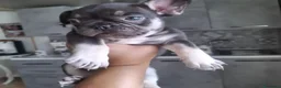 Bulldog Francese cani in vendita: Bulldog francese  - Annuncio 4