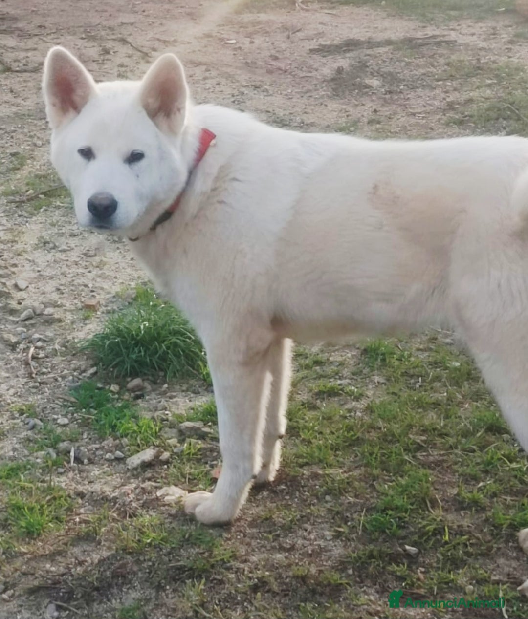 Meticcio cani in regalo: UNA MAMMA PER HIRO - Annuncio 5