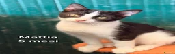 Altre razze gatti in regalo: ADOTTA UN GATTINO  a Provincia di Reggio Emilia - Annuncio 9