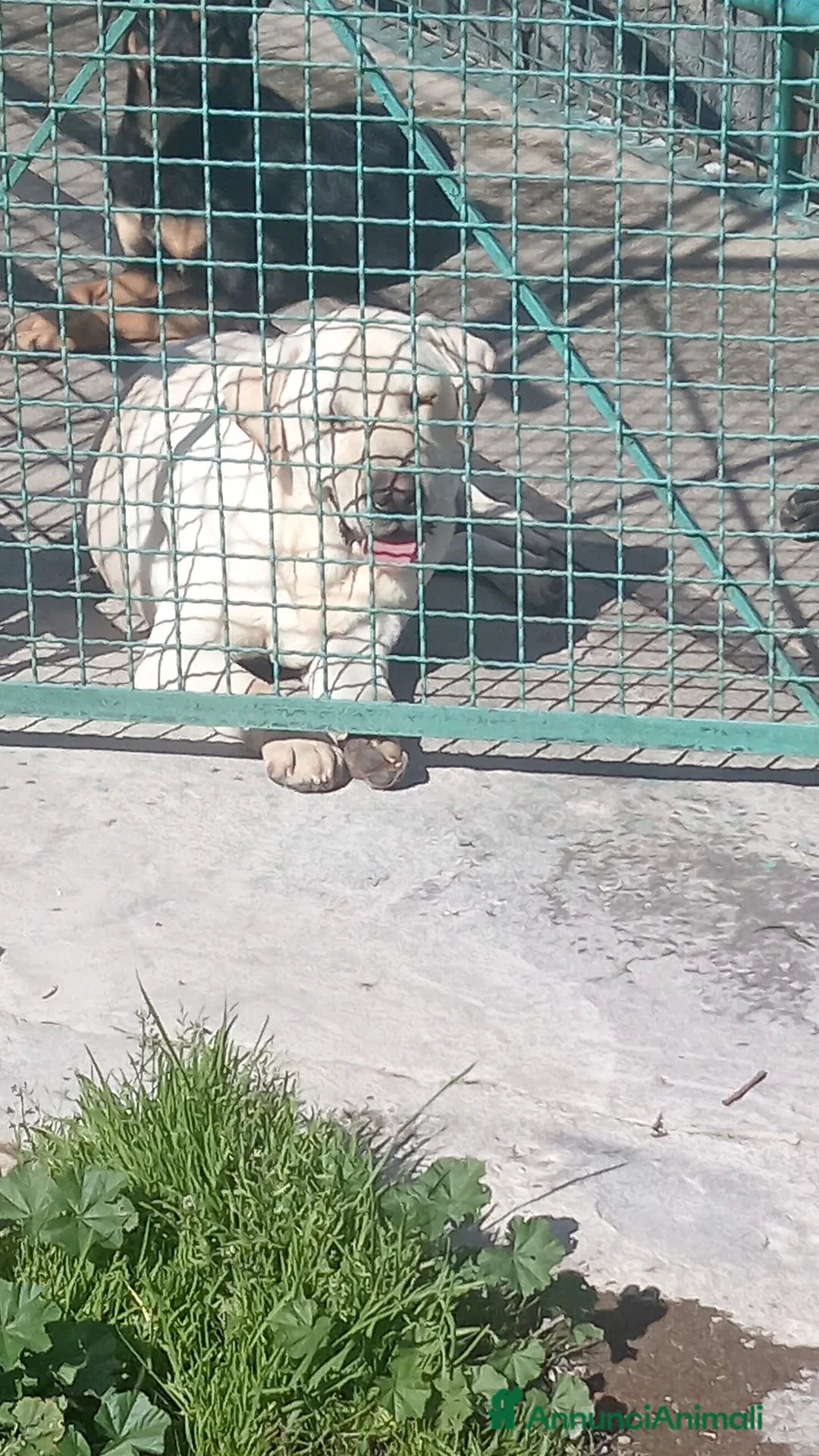 Labrador cani in regalo: Teodoro, Labrador in Canile - Annuncio 2