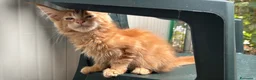 Maine Coon gatti in vendita: Maschietto rosso di maine coon - Annuncio 11