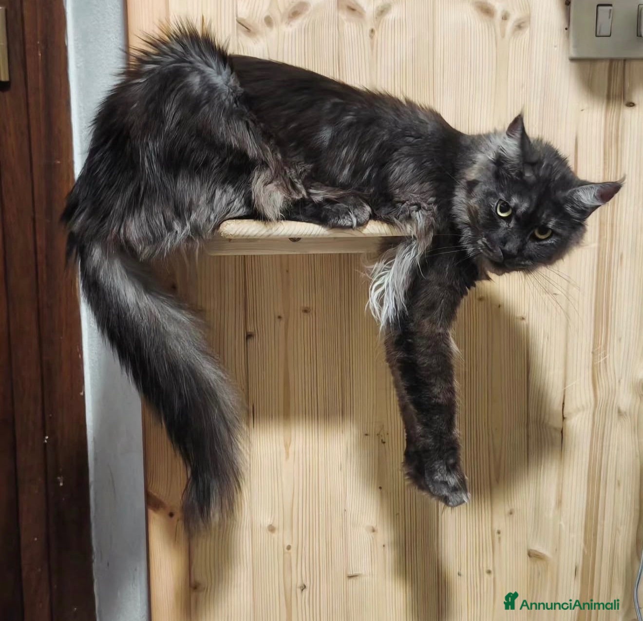 Maine Coon gatti Maine coon rehoming  - Annuncio 11