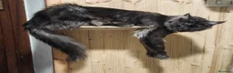 Maine Coon gatti in vendita: Maine coon rehoming  - Annuncio 1