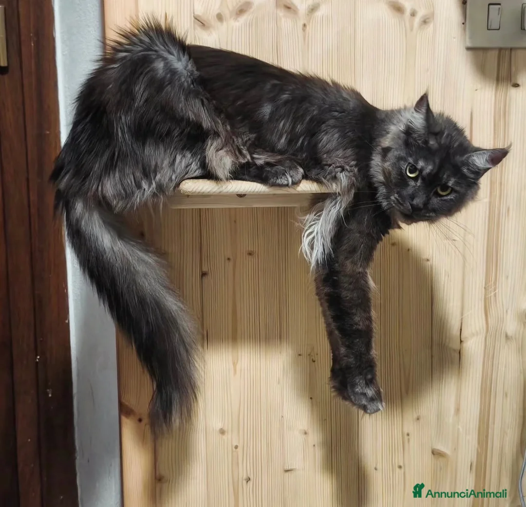 Maine Coon gatti in vendita: Maine coon rehoming  - Annuncio 1