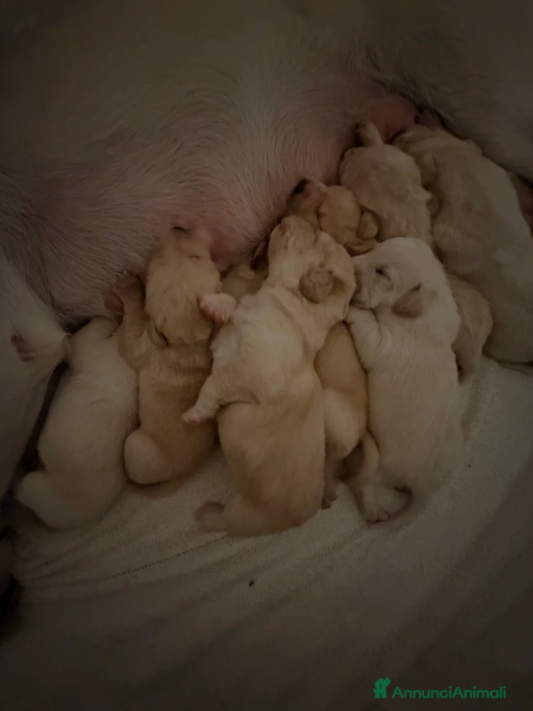 Labrador cani in vendita: Cuccioli Labrador  a Provincia di Ascoli Piceno - Annuncio 2