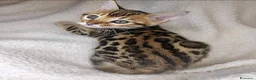 Bengala gatti in vendita: Bellissimi cuccioli di bengala - Annuncio 8