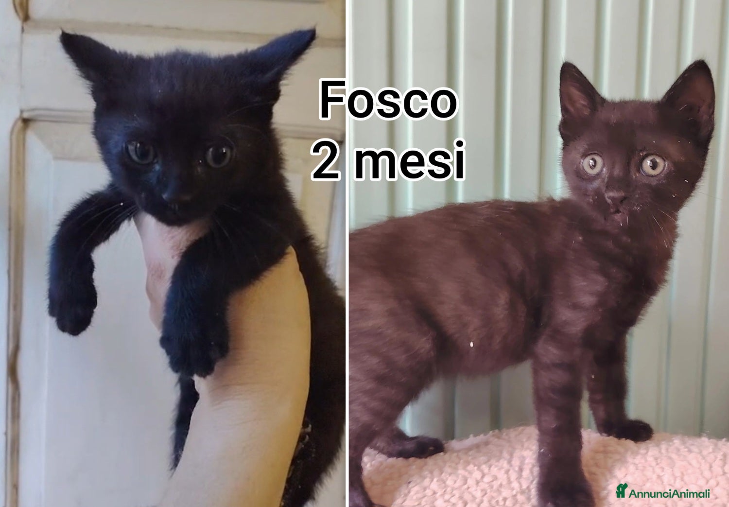 Europeo gatti Servono adozioni x salvarli - Annuncio 1