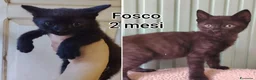 Europeo gatti in regalo: Servono adozioni x salvarli a Provincia di Modena - Annuncio 1