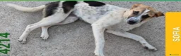 Meticcio cani in regalo: 3cuccioli 5mesi tg media contenuta.SOS BARI - Annuncio 2
