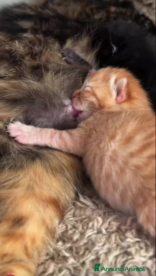 Europeo gatti 5 GATTINI ARANCIONI - Annuncio 5