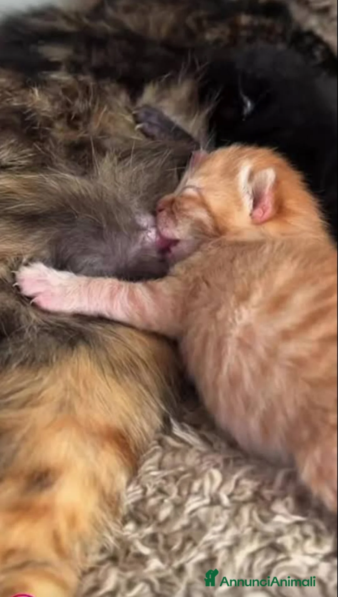 Europeo gatti in regalo: 5 GATTINI ARANCIONI - Annuncio 1