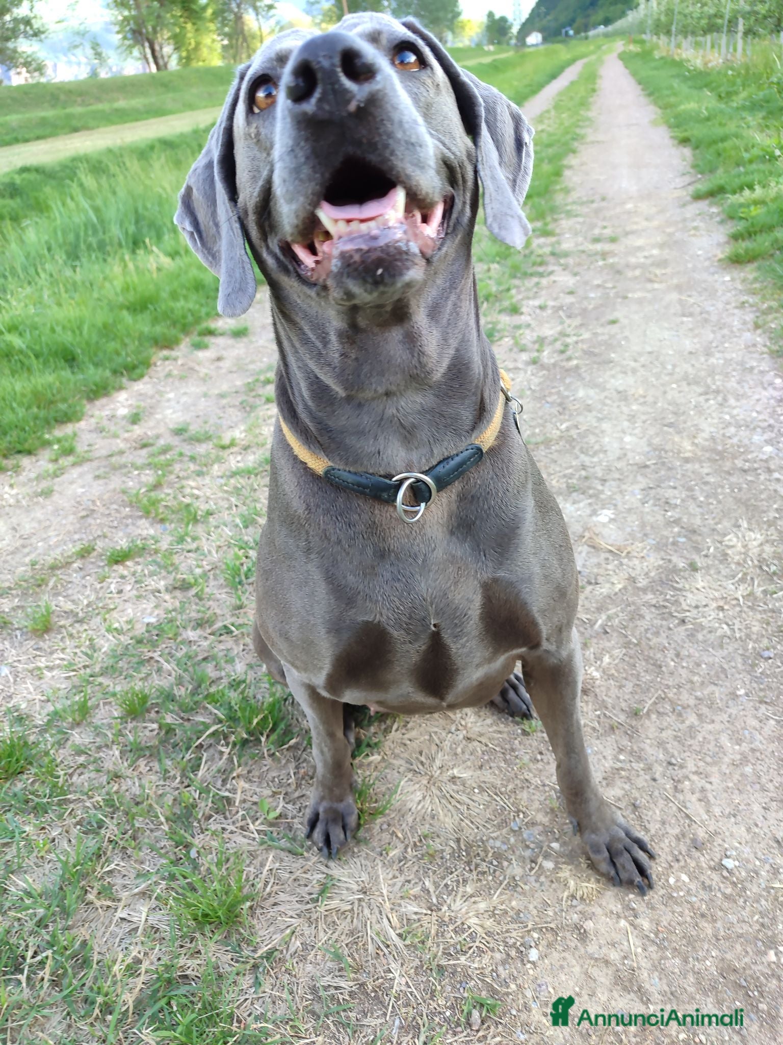 Weimaraner cani Weimaraner blu - Annuncio 4
