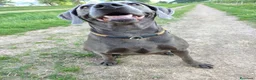 Weimaraner cani in vendita: Weimaraner blu - Annuncio 1
