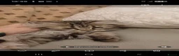 Siberiano gatti in vendita: Bellissimo cucciolo siberiano a Città Metropolitana di Bologna - Annuncio 11