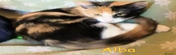 Europeo gatti in regalo: 🧡 ALBA  DOLCE GATTINA CERCA CASA  a Città metropolitana di Roma Capitale - Annuncio 9