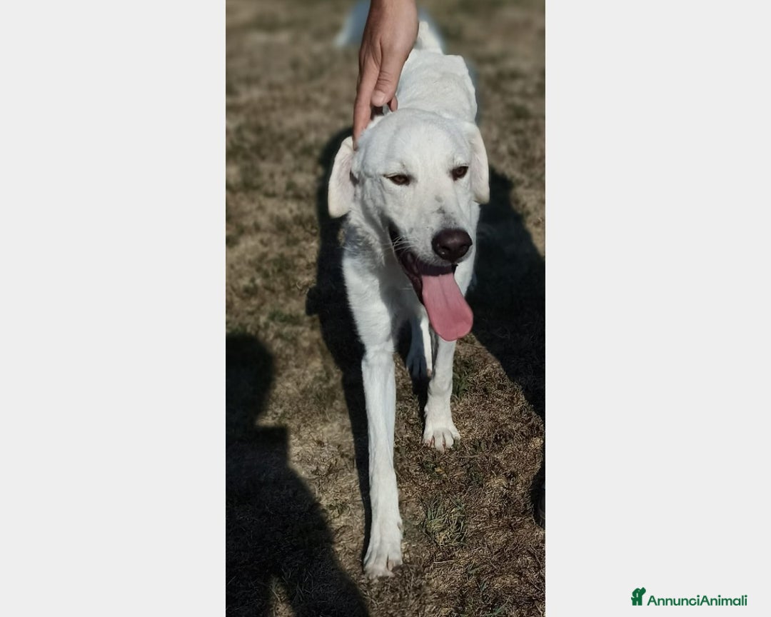 Meticcio cani in regalo: Yuri dolcissimo cane maschio derivato maremmano a Latina - Annuncio 5