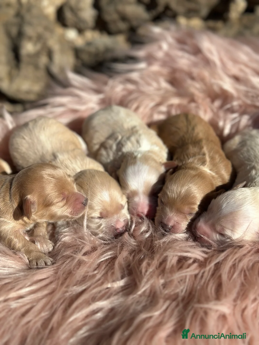 Maltipoo cani in vendita: Cuccioli di Maltipoo - Annuncio 2