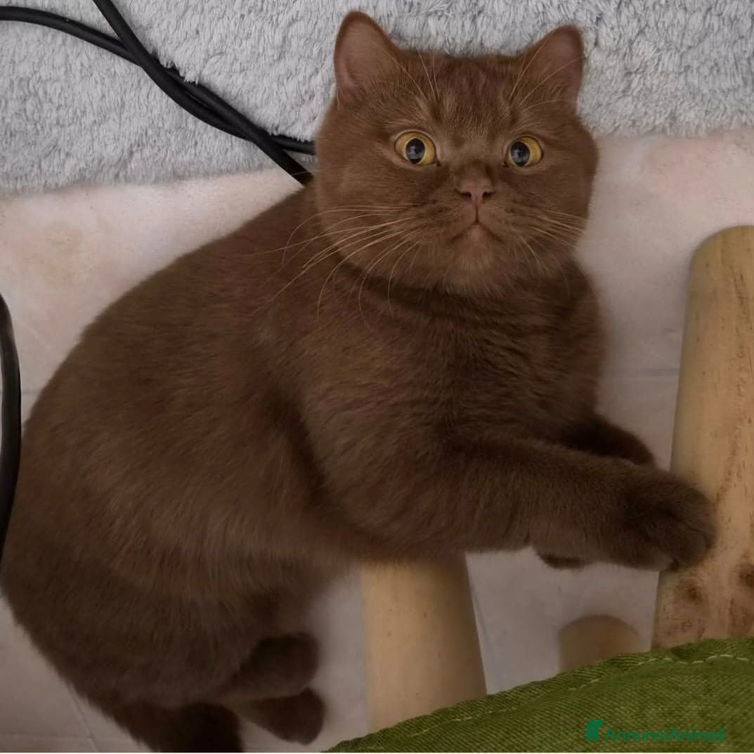 British gatti British shorthair  - Annuncio 12