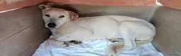 Meticcio cani in regalo: Lulù cagnolina dolcissima - Annuncio 6