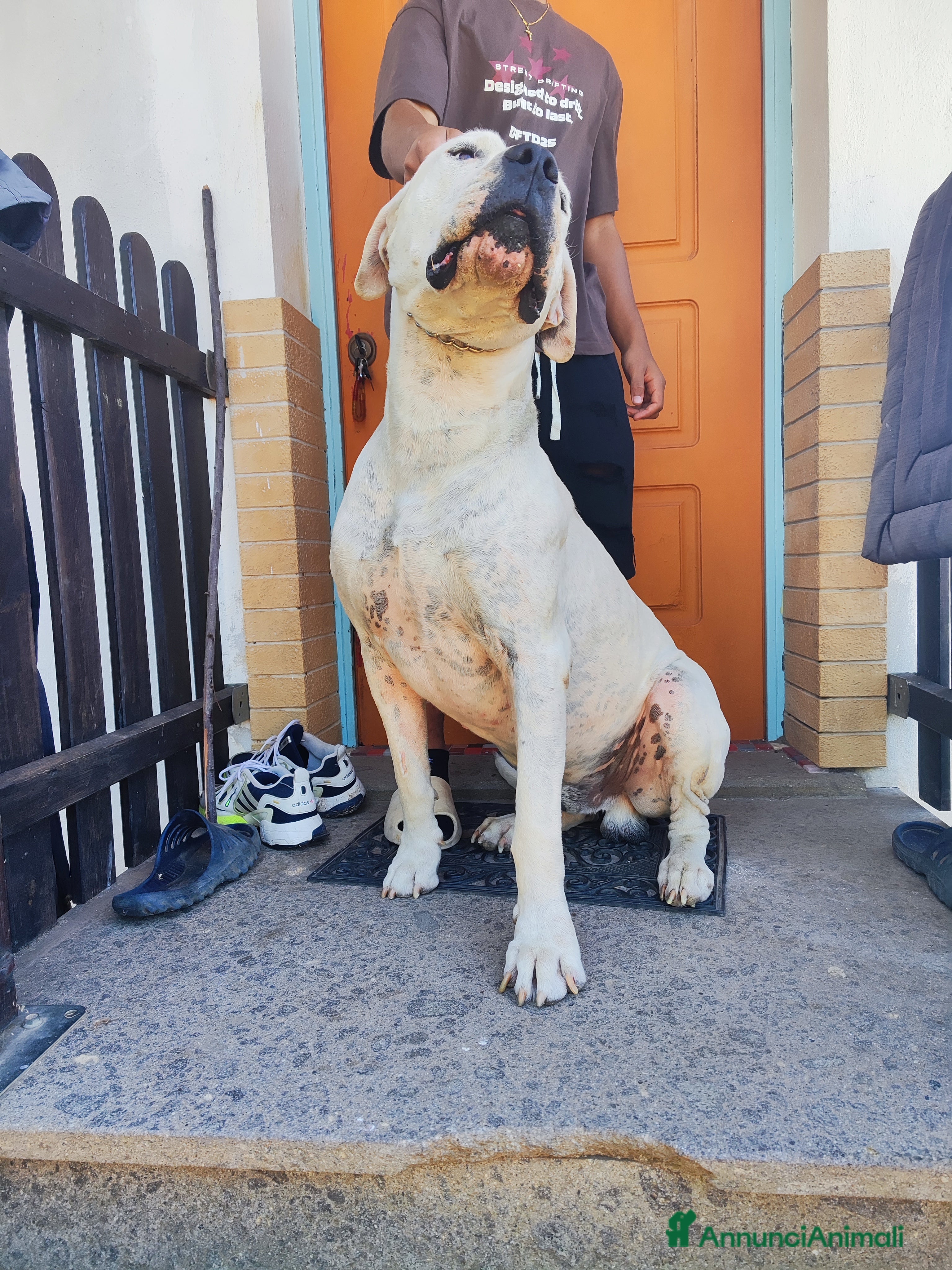 Dogo Argentino cani Maschio Dogo Argentino  - Annuncio 3