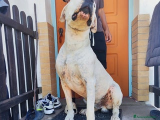 Dogo Argentino cani Maschio Dogo Argentino - Annuncio 4