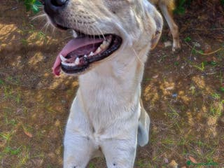 Meticcio cani OLLY 💙-ancora aspetta: dolcissimo, nessuno chiama - Annuncio 7