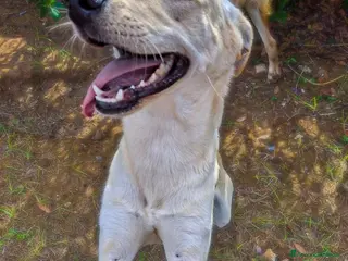 Meticcio cani OLLY 💙-ancora aspetta: dolcissimo, nessuno chiama - Annuncio 38