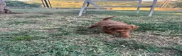 Barboncino Toy cani in vendita: Barboncino Toy Red - Annuncio 10