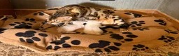 Bengala gatti in vendita: gatto bengala  - Annuncio 6