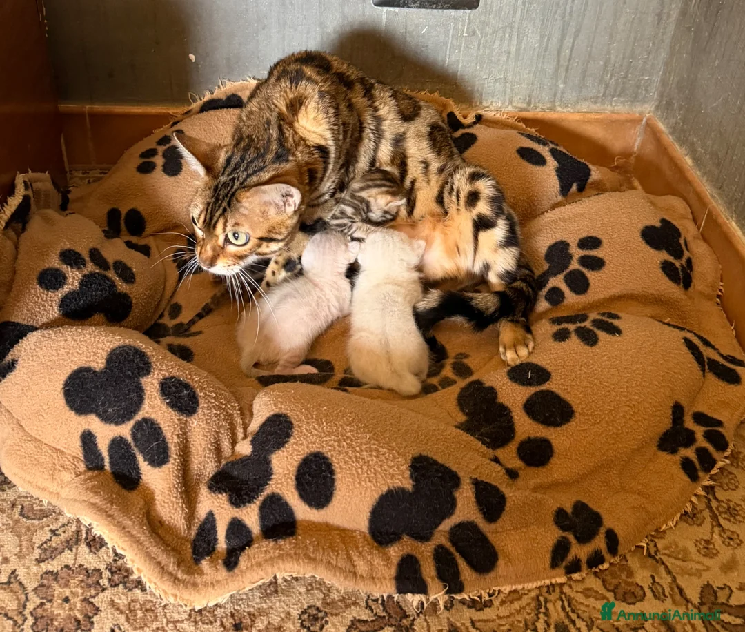 Bengala gatti in vendita: gatto bengala  - Annuncio 6