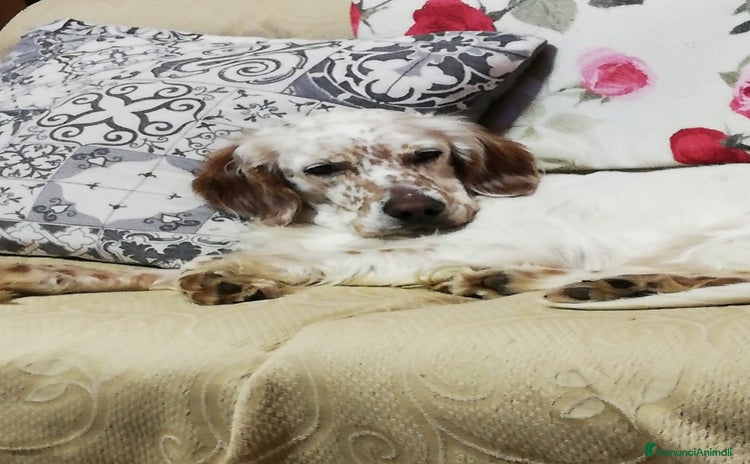 Setter Inglese cani a Città metropolitana di Milano - Annuncio 7