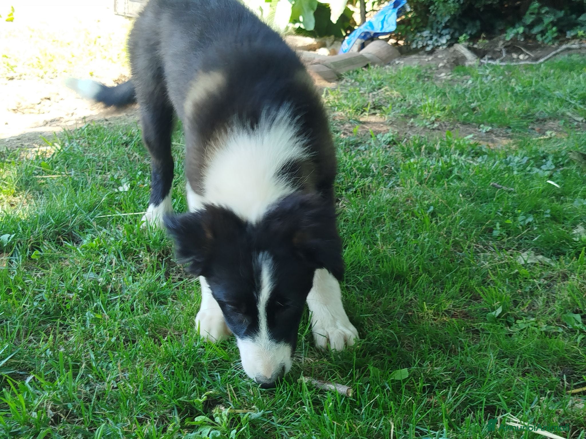 Border Collie cani Cuccioli border collie  - Annuncio 14