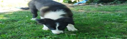 Border Collie cani in vendita: Cuccioli border collie  a Provincia di Cuneo - Annuncio 1