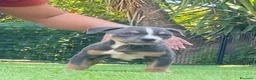 Pitbull cani in vendita: American pitbull terrier ukc  a Città metropolitana di Catania - Annuncio 11