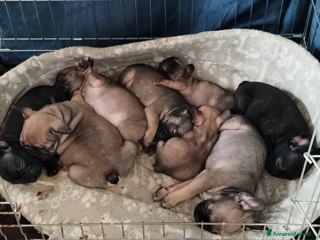 Bulldog Francese cani in vendita: Ultime due Cucciole di bulldog francese  a Città Metropolitana di Bologna - Annuncio 1