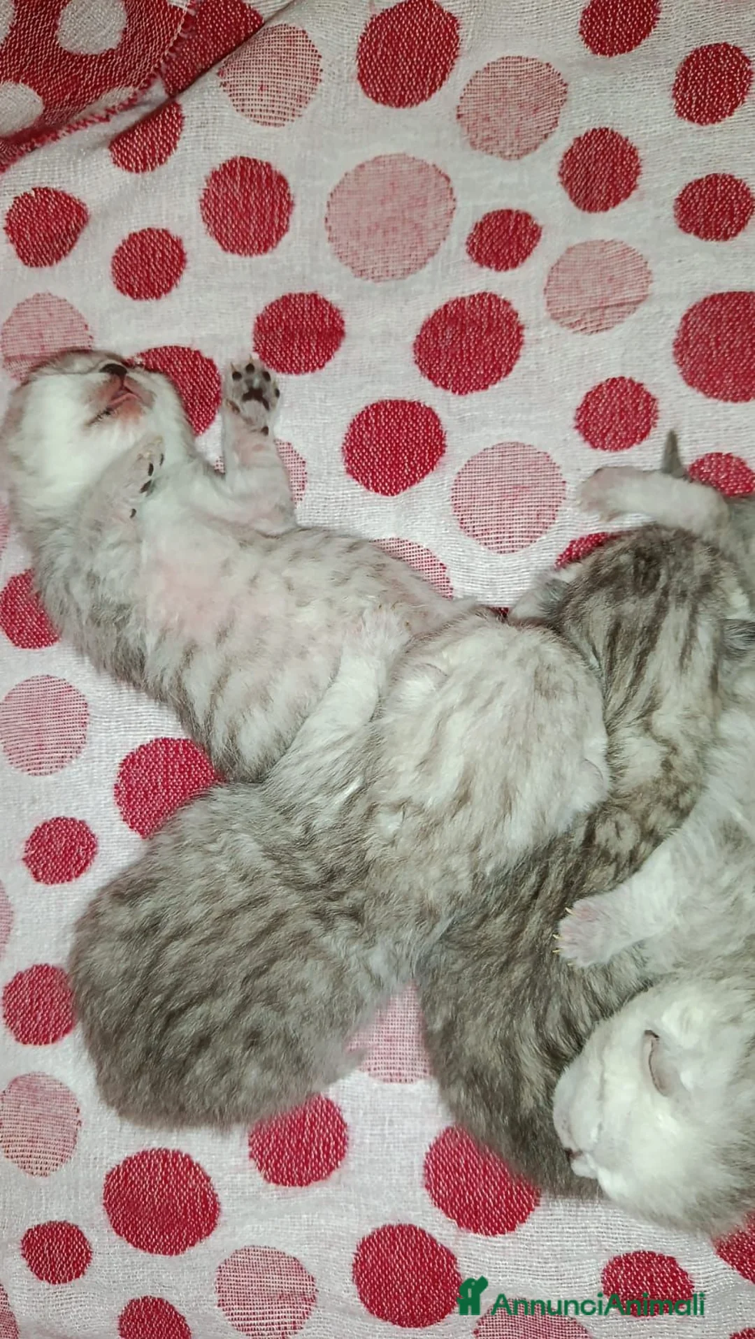 British gatti in vendita: Gatti British e Highland straight - Annuncio 2
