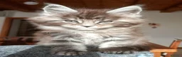 Maine Coon gatti in vendita: Maine coon - Annuncio 2
