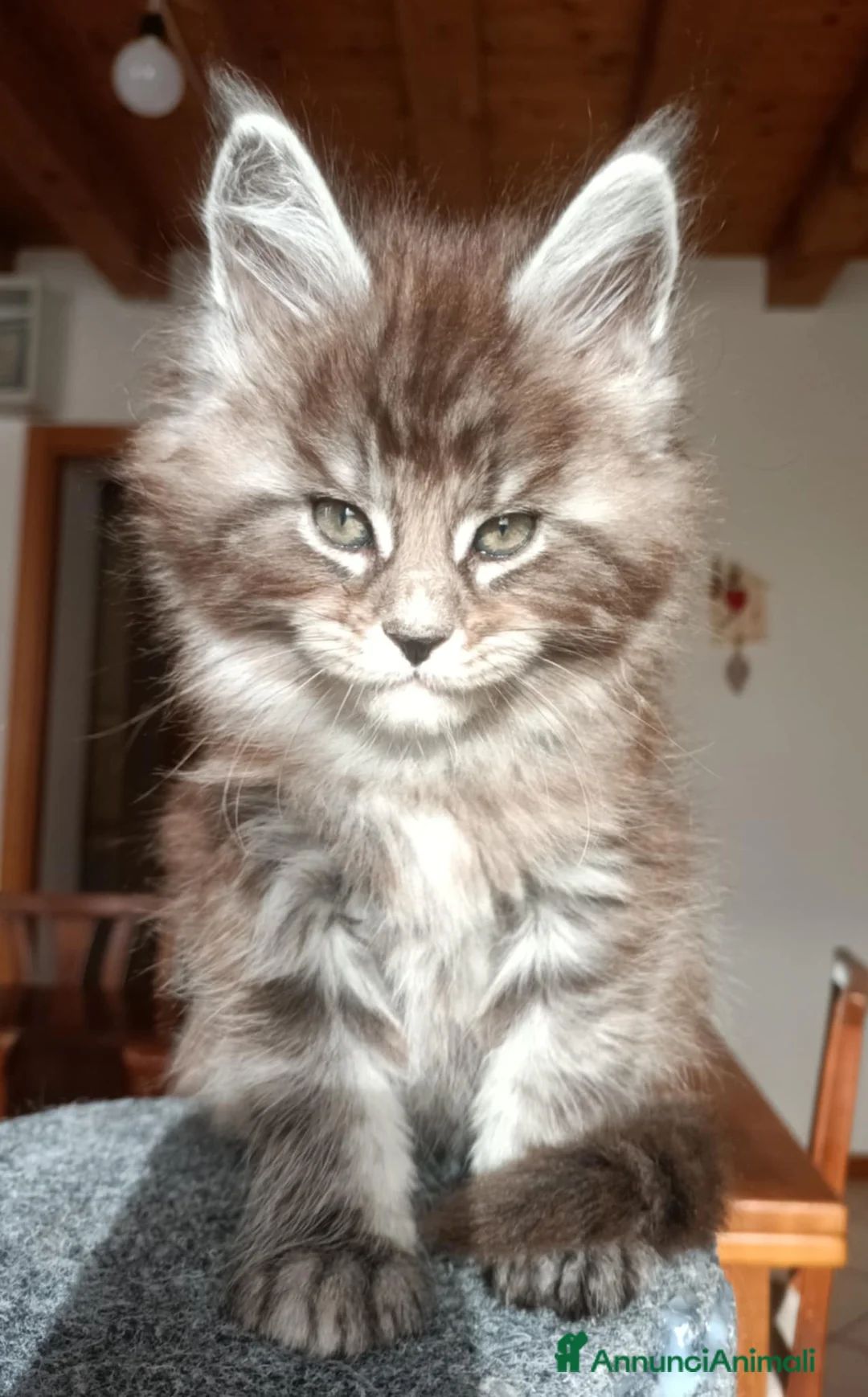 Maine Coon gatti in vendita: Maine coon - Annuncio 2
