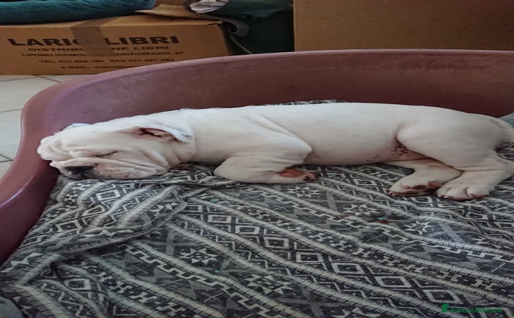 Bulldog cani a Provincia di Varese - Annuncio 1